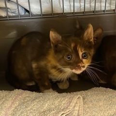 【決まりました】子猫 1ヶ月ぐらい  ミケちゃん