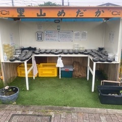 里山めだか無人販売所　里山公園前　メダカとミジンコ　5/21