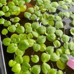 浮き草　アマゾンフロッグビット