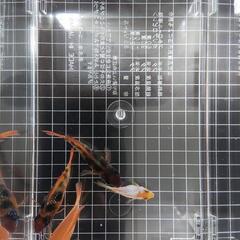 熱帯魚 ラミレジィ＆バルーンラミレジィ計4匹