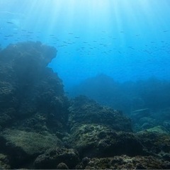 福井・京都・三重近辺でスキンダイビング、シュノーケル、素潜りメンバー募集 - メンバー募集