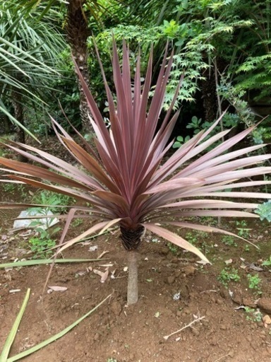 赤ドラセナ　レッドスター　コルジリネ　120cm