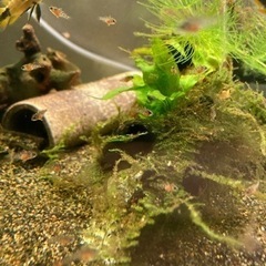 アピストグラマ　ロシタエ（wild）のF1稚魚10匹の画像