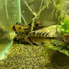 アピストグラマ　ロシタエ（wild）のF1稚魚10匹の画像