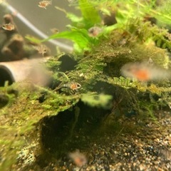 アピストグラマ　ロシタエ（wild）のF1稚魚10匹