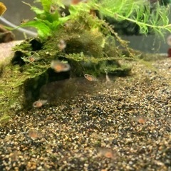 アピストグラマ　ロシタエ（wild）のF1稚魚10匹の画像