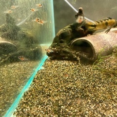 アピストグラマ　ロシタエ（wild）のF1稚魚10匹の画像