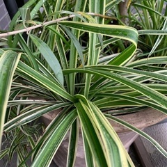 オリヅルラン　観葉植物　子株の画像