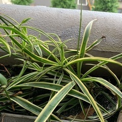 オリヅルラン　観葉植物　子株の画像