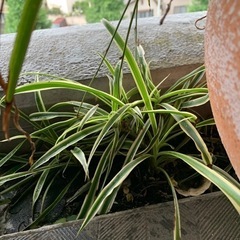 オリヅルラン　観葉植物　子株の画像