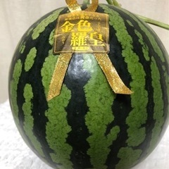 農家直送！熊本植木　幻のスイカ『金色羅王』M玉専用