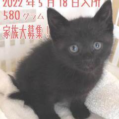 子猫の里親さん大募集！