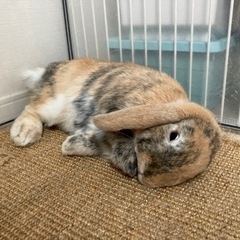うさぎ2匹（ロップイヤー、ライオンヘッド）※1匹ずつでも大丈夫です