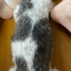 8歳チワワ&マルチーズmixの女の子。ココちゃんです。 - 犬