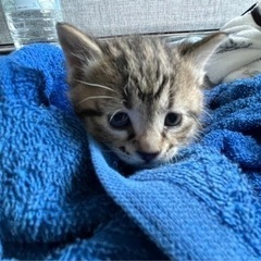 子猫 里親募集