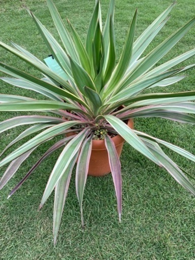 ユッカ　グロリオーサ　バリエガータ