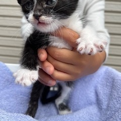仔猫を3匹保護しました。　飼い主不在を確認済　