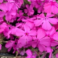 選べる『芝桜』４種　1ポット200〜250円