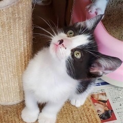 正式譲渡❹生後2ヶ月　ハチワレ　男の子