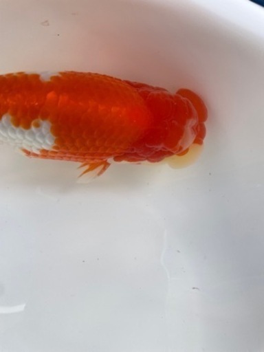 協会系らんちゅう　更紗（岡山産） 明け2歳 