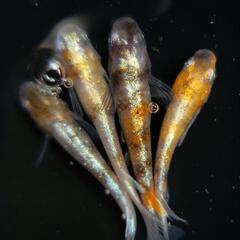 高級メダカ 【朱紅玉 成魚】♂️１♀️３