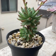 多肉植物　ブルーエルフ　鉢ごと差し上げます　観葉植物の画像