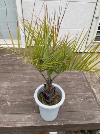 ヤシの木　ココスヤシ