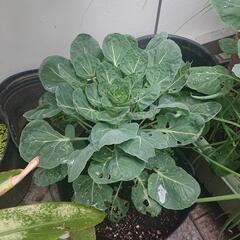 再掲  芽キャベツ苗の画像