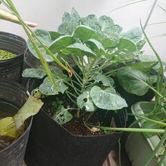 再掲  芽キャベツ苗の画像
