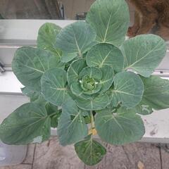 再掲  芽キャベツ苗
