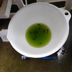 ブラックメダカ　8匹くらいの画像