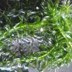 ②水槽(ペット)の水草  アナカリスの画像