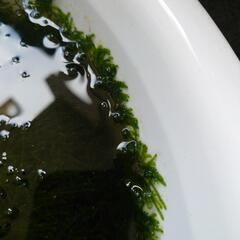 【なくなりました】水草（ウィローモス？）ひとつかみ　欲しいかたにの画像