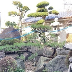 お庭の剪定、掃除致します。 - 天理市