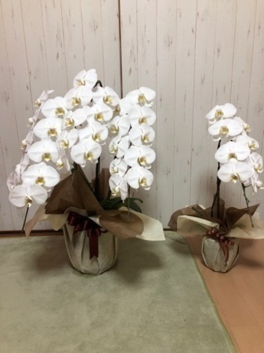 値下げしました。胡蝶蘭セットです。