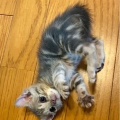 【終の住処決まりました🙇‍♀️】アメショーもどきの柄と色😸甘えん...
