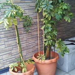 値下げ🌱🌱カポック鉢②セット