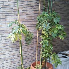 値下げ🌱🌱カポック鉢②セットの画像