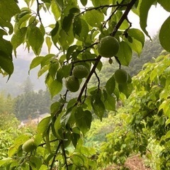 青梅(南高梅含む)越生町産の画像