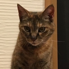 猫を探しています。