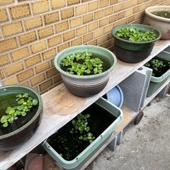 《お取引終了》メダカ　ヌマエビ　水草　その他一式