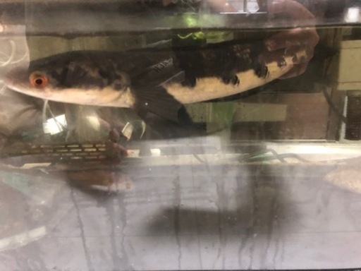 ♯熱帯魚♯ポリプテルス♯スネークヘッド♯パロットファイヤー♯ピンクテールカラシン♯ブランドノーズガー♯錦鯉♯水槽♯ヒーター