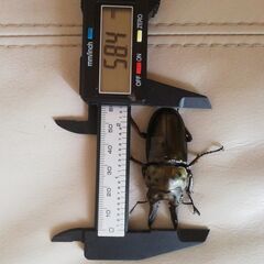 5000円　58.4㎜　ババオウゴンオニクワガタ♂単品