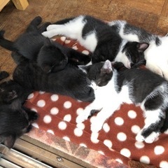 【子猫＊里親募集・富山】里親さん決定致しました