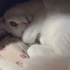 【締切ました】腎不全の愛猫の大好物を元気な猫ちゃんに食べてほしい！