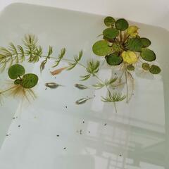 ダルマメダカの有精卵30個(おまけあり！)