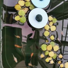 ダルマメダカの有精卵30個(おまけあり！)の画像