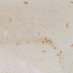 オオミジンコ　約200匹〜300匹の画像