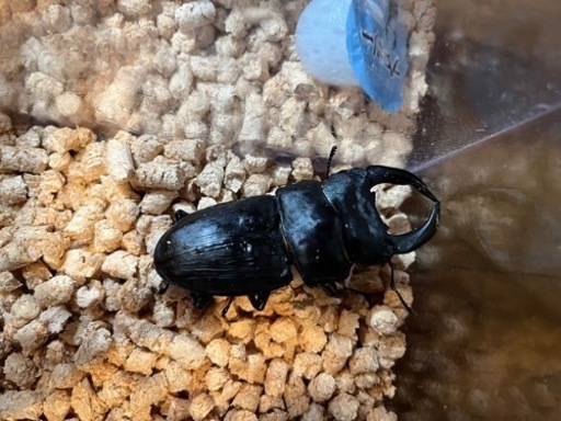 久留米血統　オオクワガタ　ペア　即ブリード