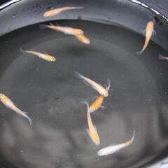 メダカ　紅白ラメ